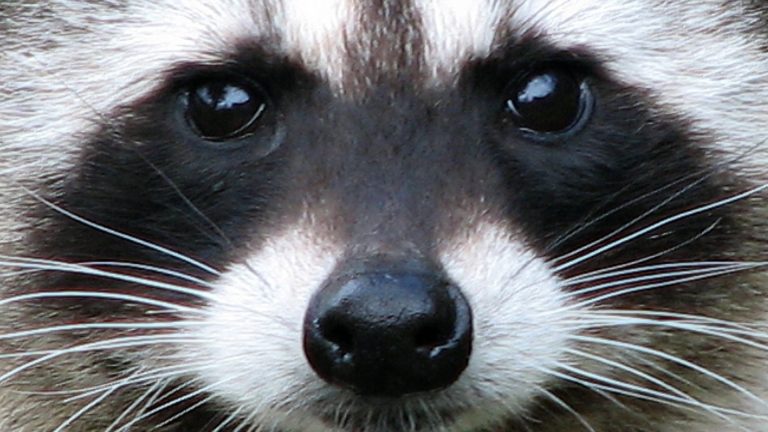 Holiday warning as deadly ‘raccoon worms’ that trigger brain swelling and blindness in humans are found across Europe
