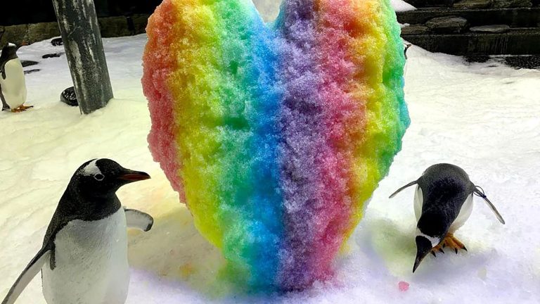 World famous gay penguin Sphen tragically dies aged 11 as heartbroken lover named Magic starts ‘singing’ to say goodbye