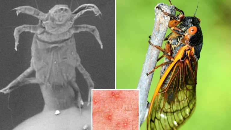 Plague of parasites that float in the wind and ‘slurp liquid from human skin’ sweep US state
