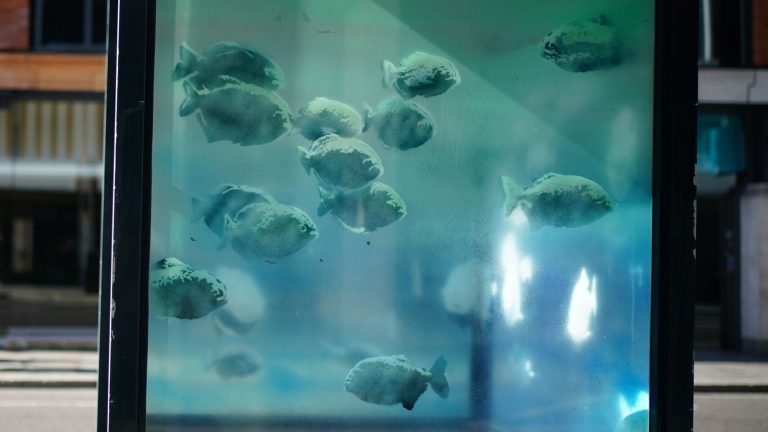 Artwork of swimming fish sparks speculation it could be new Banksy | UK News