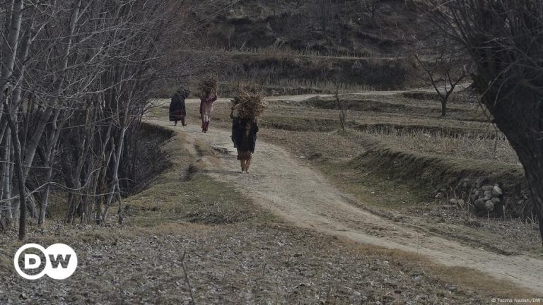 Many killed as Shiite and Sunni tribes clash – DW – 09/25/2024