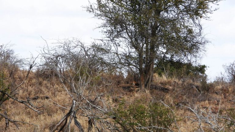 You need 20/20 vision to find the napping lions in the wildlife scene – how many can you spot? – The Sun