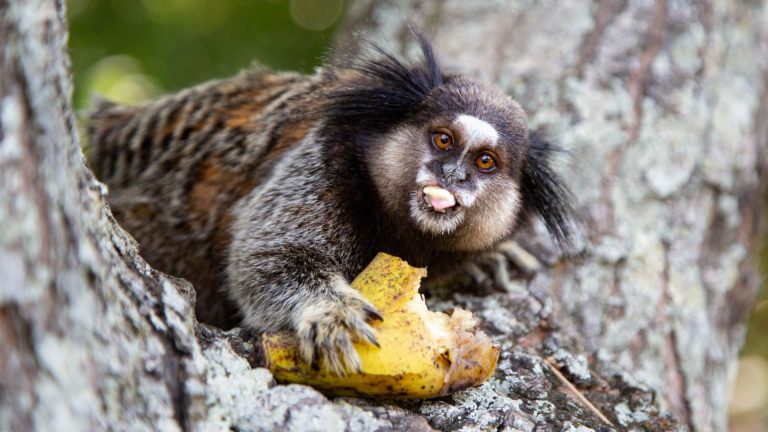 Man, 56, dies of brain-swelling rabies after being bitten by a monkey – raising fears virus is making a comeback