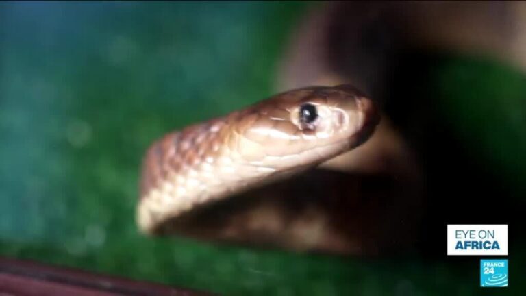 As snake season nears, fears in South Africa over lack of antivenom