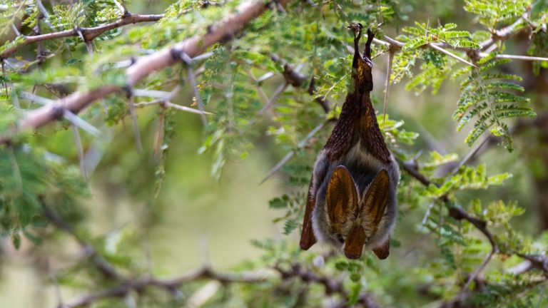Child dies of rabies in Canada after waking up to bat in room | World News