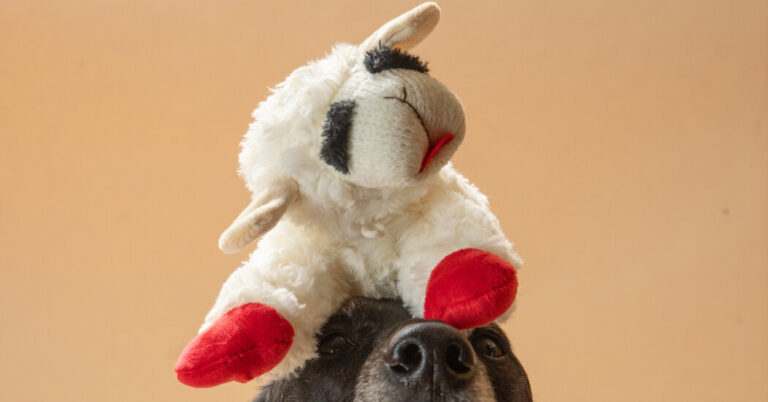 Meet Lamb Chop, America’s Hottest Dog Toy