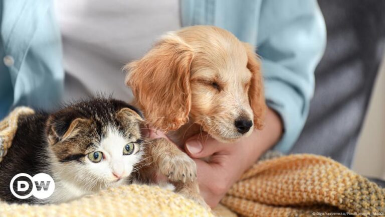 Humans are addicted to love — here’s how we know – DW – 12/02/2024