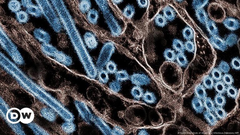 New flu vaccine methods show promise against H5N1 bird flu – DW – 12/19/2024