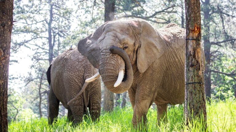 Elephants can’t pursue release because they are not people, court rules | Offbeat News