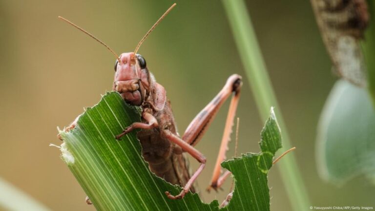 Scientists crack the code for why locusts swarm – DW – 02/27/2025