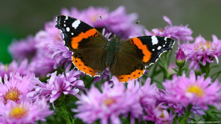 US butterfly populations have plummeted in the last decade – DW – 03/06/2025