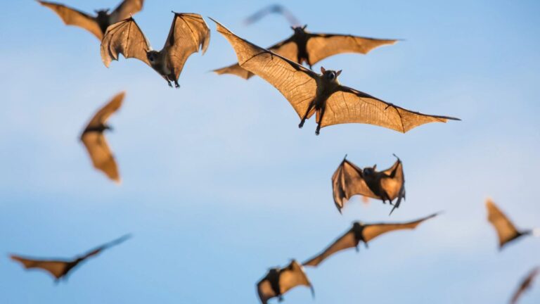 New bat coronavirus sparks fresh fears as scientist warn it’s ‘very similar’ to bug that kills third of its victims