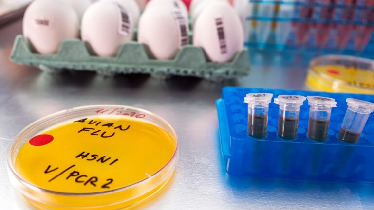 Bird flu outbreak spreads to farm in new UK region as chickens set to be culled & study finds chilling virus feature
