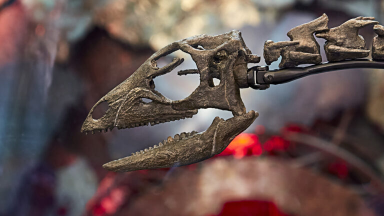 Never-before-seen dog-sized dinosaur that dodged 32ft flesh-eating giants and killer crocs found after 150 MILLION years