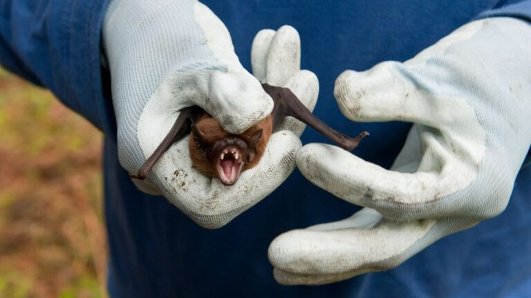 ‘Urgent concerns’ as 20 NEW ‘brain-inflaming’ bat viruses discovered in China that risk ‘highly fatal’ spillover humans