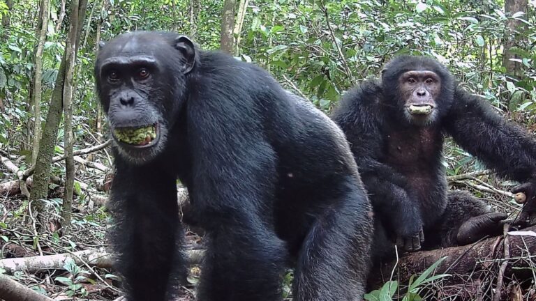 Chimpanzees consume ‘two alcoholic drinks a day’, study says | World News