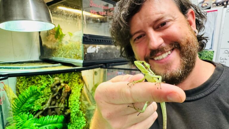 Lizard gives birth without mating in ‘one of rarest events in animal kingdom’ | UK News