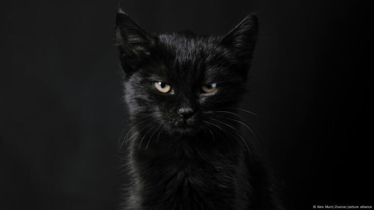 The many mysterious meanings of black cats – DW – 10/28/2025