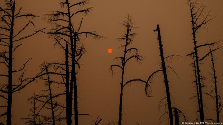 Why Russia’s environmental activists are going underground – DW – 11/21/2025