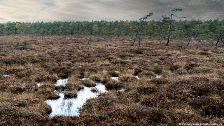 German farmers venture into risky wetlands to cut emissions – DW – 11/17/2025