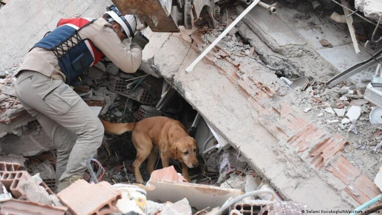 Can dogs really sense danger? – DW – 12/25/2025