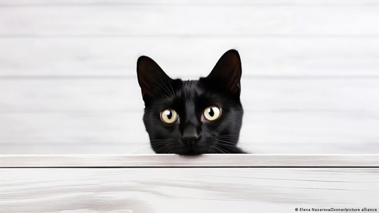 ‘Remarkable’ new cat cancer genome could benefit humans