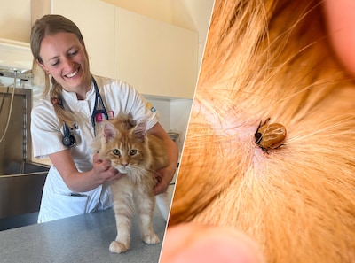 Kijk niet alleen jezelf, maar ook je huisdier goed na op teken: ‘Ze verstoppen zich graag tussen de tenen’