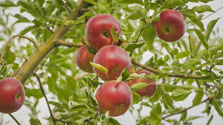 Discovering the birthplace of apples in Kazakhstan’s wild forests