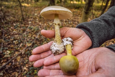 Artsen waarschuwen voor groene knolamaniet na acht opnames in anderhalve week